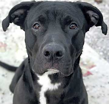 Photo of Nora - Name Your Own Adoption Fee!