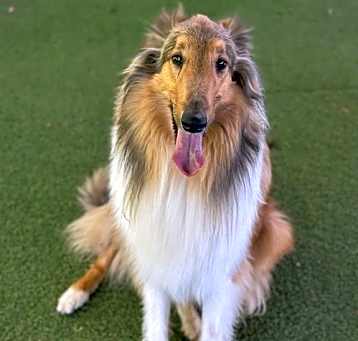 Photo of Lassie