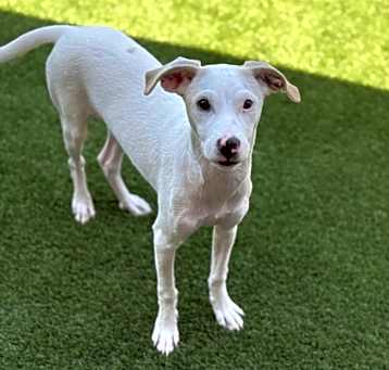 Photo of Cinche