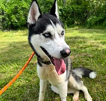 Photo of Shadow