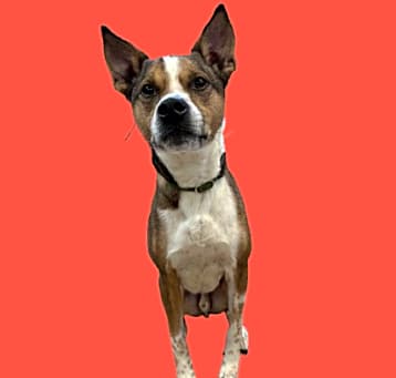 Photo of Snickers