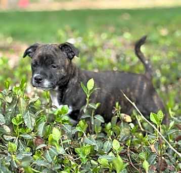 Photo of Jade (Mama Pearl’s babies)
