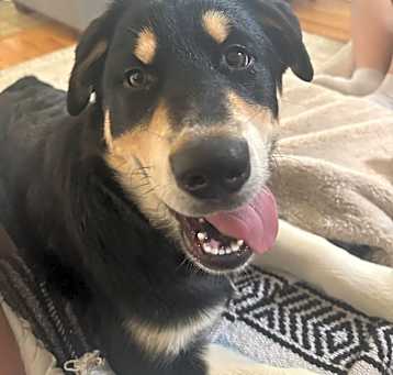 Photo of Sprout (of Rosie, Daisy and Sprout)