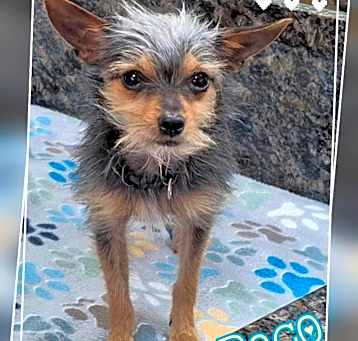 Photo of Paco