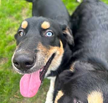 Photo of Rosie (Rosie, Daisy and Sprout)