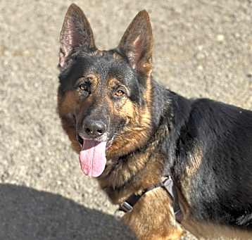 Photo of Lamont (mcas)