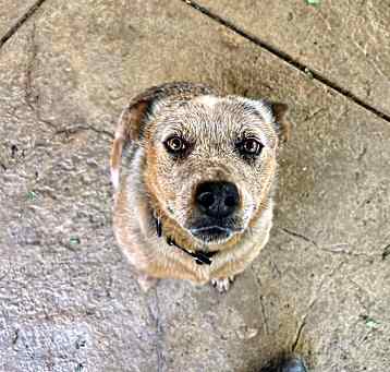 Photo of Bluey