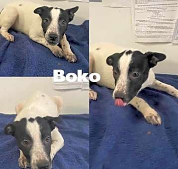 Photo of Boko