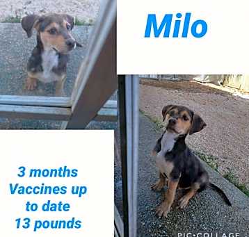 Photo of Milo