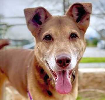 Photo of *CHURRO