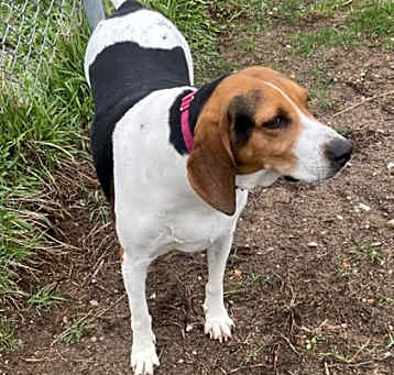 Photo of Luna