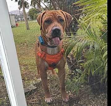 Photo of Rocco