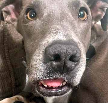 Photo of Daisy