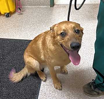 Photo of Topper
