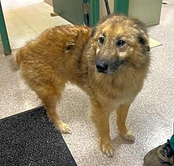 Photo of Ripley