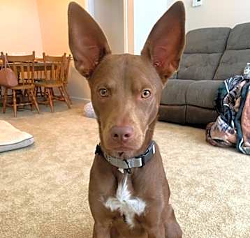 Photo of Kona
