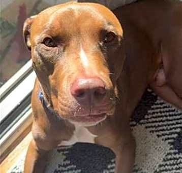 Photo of Beau
