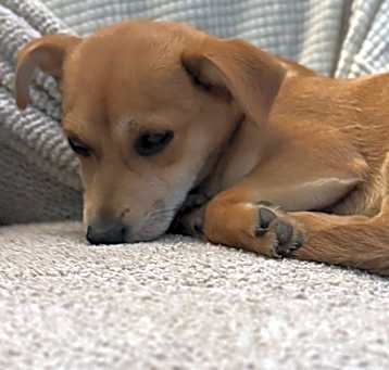 Photo of Shylo