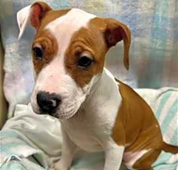 Photo of Checkers