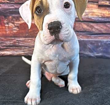 Photo of Archie