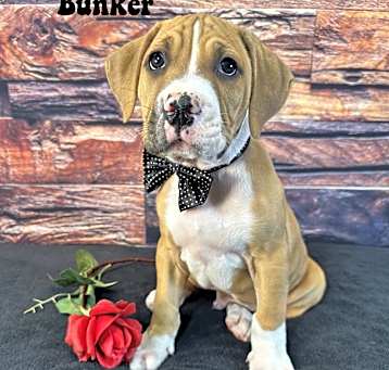 Photo of Bunker