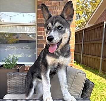 Photo of Mira
