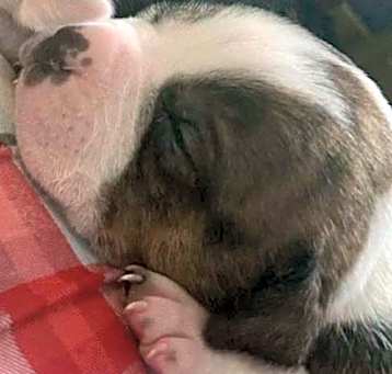 Photo of Female Puppy  Luisa 