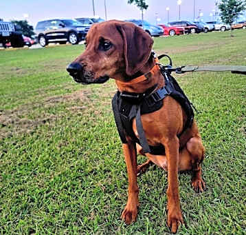 Photo of Cooper