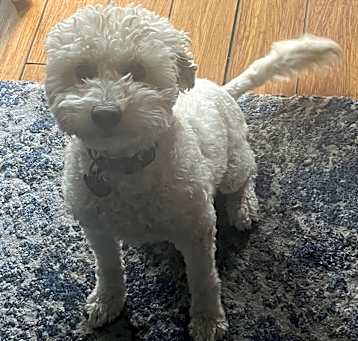 Photo of Roxy