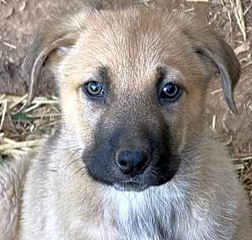 Photo of Teddy