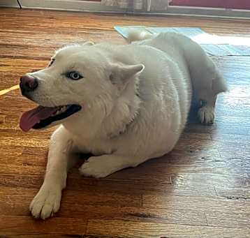 Photo of Wolfey