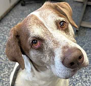 Photo of Buddy
