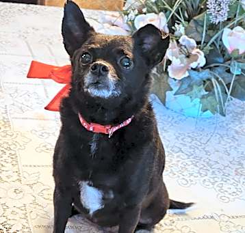 Photo of Jolie