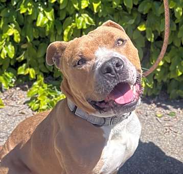 Photo of Skipper