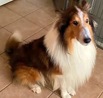 Photo of Riley