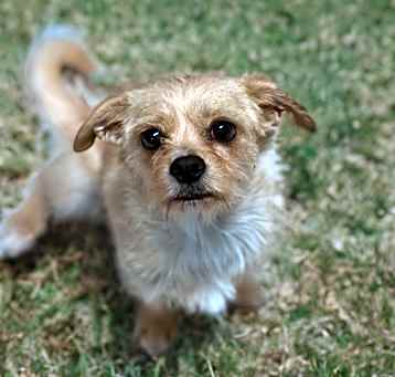 Photo of Buttercup