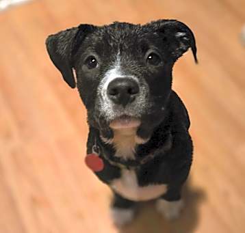 Photo of Starry