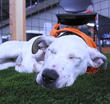 Photo of Sleepy