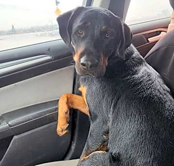Photo of Otis