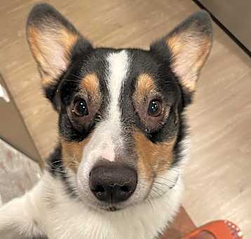 Photo of Bodi