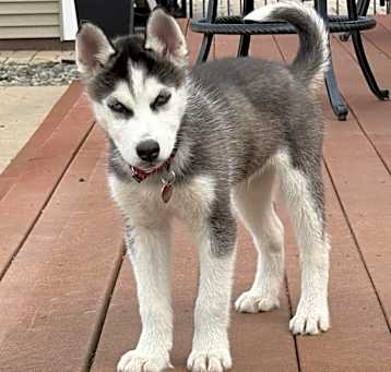 Photo of Clyde