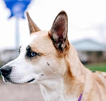 Photo of Kia