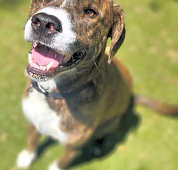 Photo of SCOUT