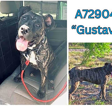 Photo of GUSTAVO