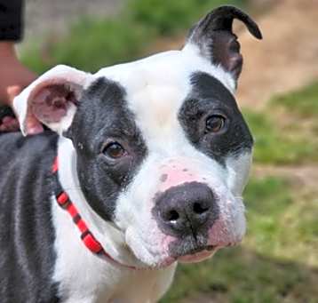 Photo of Harley