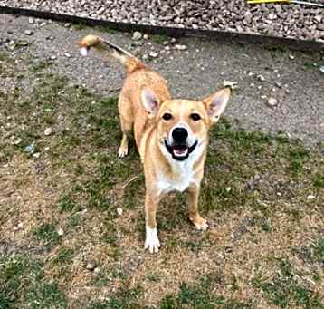 Photo of Bronco
