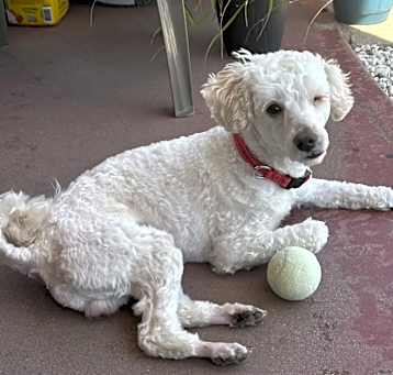 Photo of Winky (Hypoallergenic)