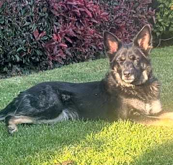 Photo of shadow