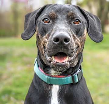 Photo of Ryder