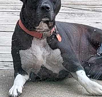 Photo of Sparky